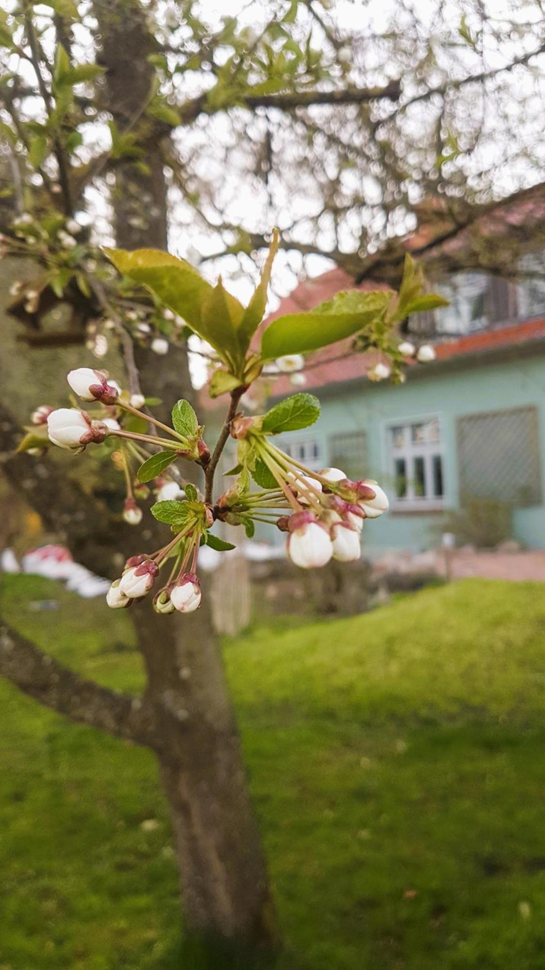 Ferienhaus Salvia Gremersdorf-Buchholz المظهر الخارجي الصورة