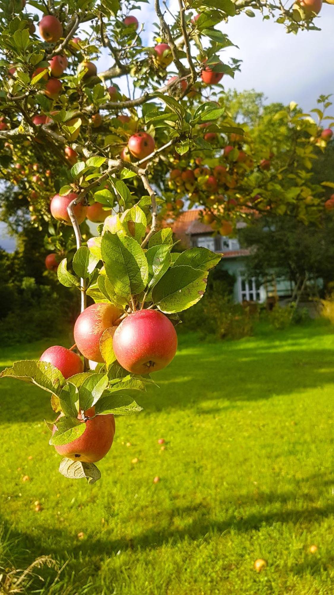Ferienhaus Salvia Gremersdorf-Buchholz المظهر الخارجي الصورة