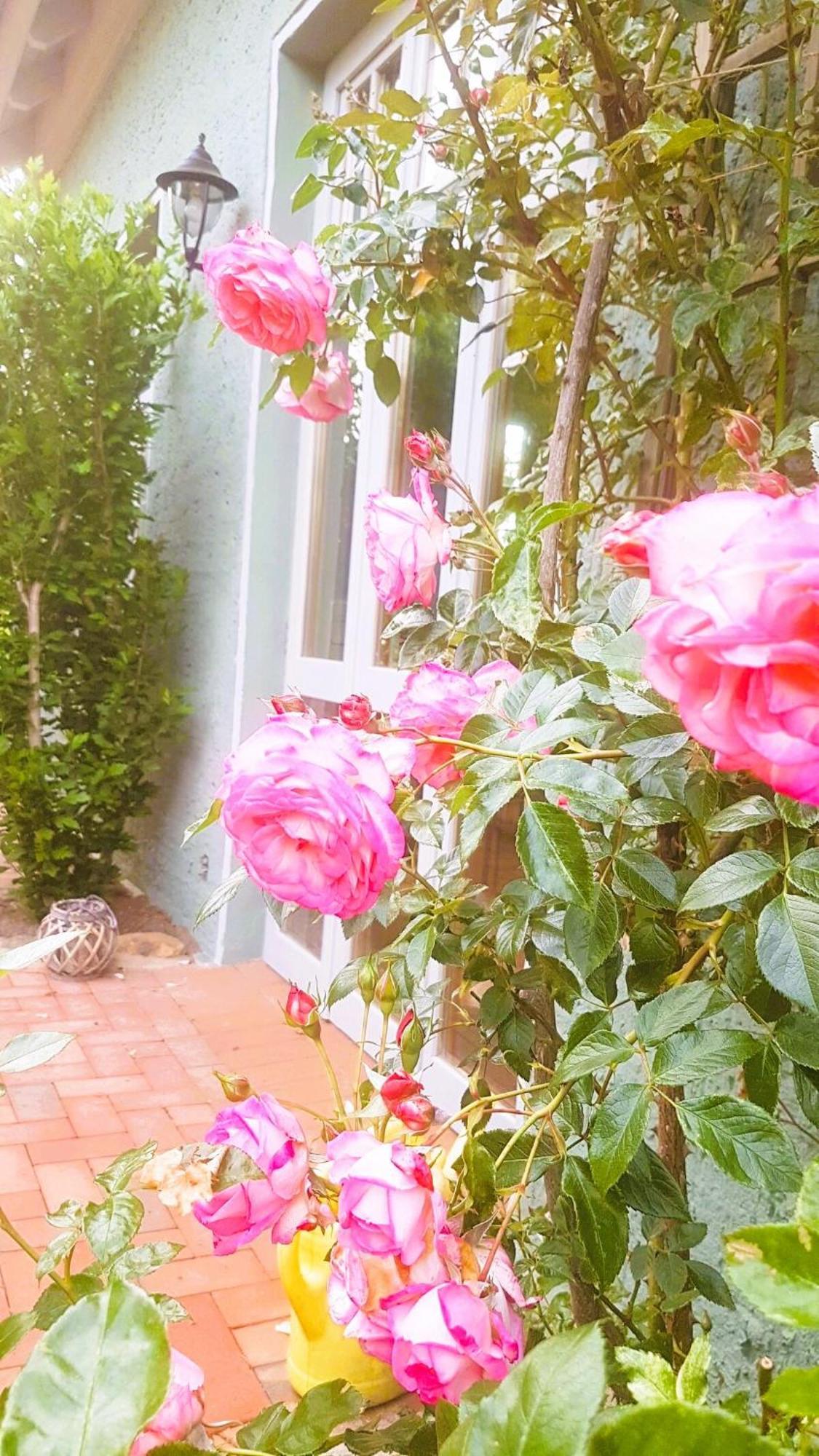 Ferienhaus Salvia Gremersdorf-Buchholz المظهر الخارجي الصورة