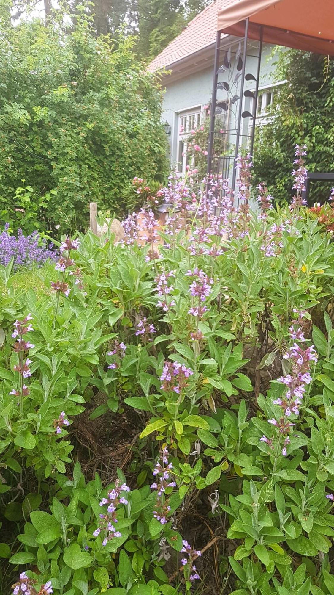 Ferienhaus Salvia Gremersdorf-Buchholz المظهر الخارجي الصورة