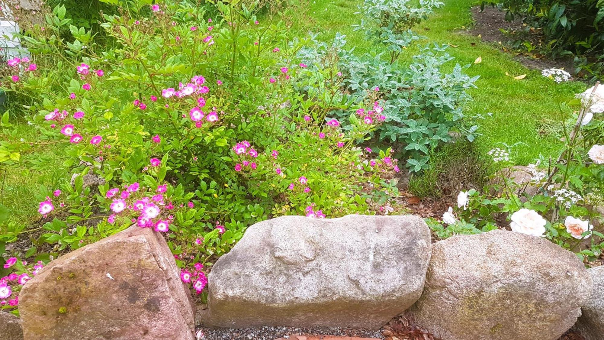 Ferienhaus Salvia Gremersdorf-Buchholz المظهر الخارجي الصورة